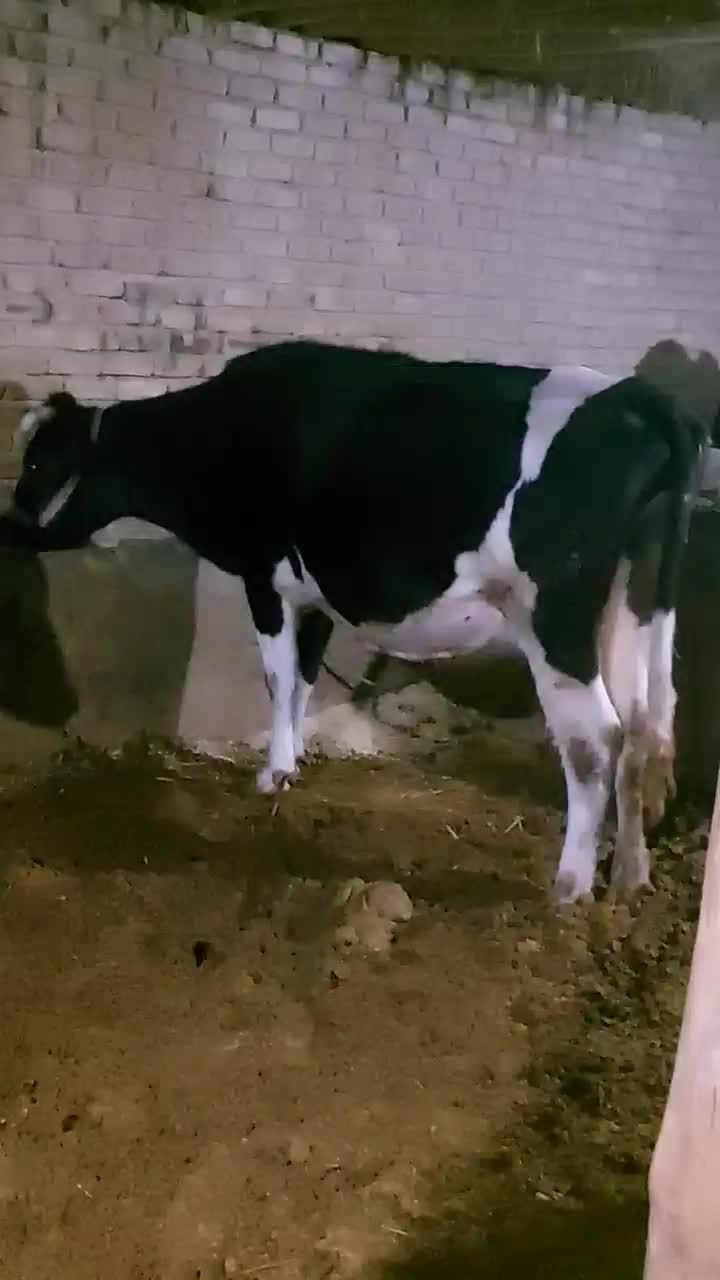 گاو آبستن سنگین ۱۵روز مانده به زایمان|حیوانات مزرعه|ایلام, |دیوار