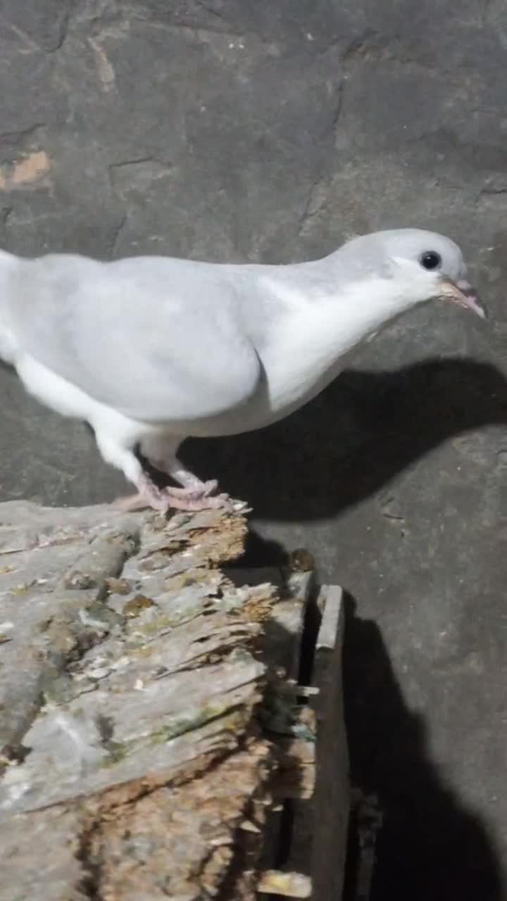 کبوتر جوجه رنگی تازه دونخورشده۳جف شیرازی|پرنده|شوشتر, |دیوار