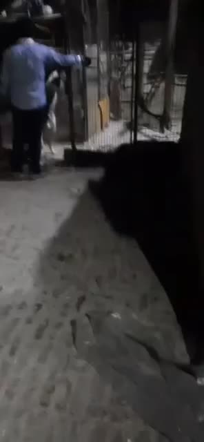 سگ پژدر|سگ|قم, الغدیر|دیوار