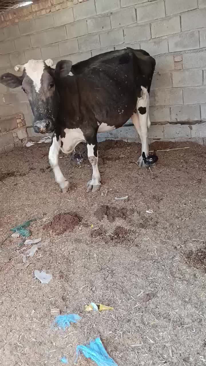 گاوخارجی|حیوانات مزرعه|خرمشهر, |دیوار