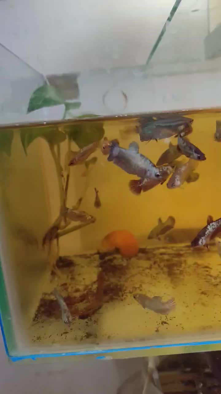 ماهی فایتر  هامون و پلاکت (نر و ماده)|ماهی|تهران, شکیبا|دیوار