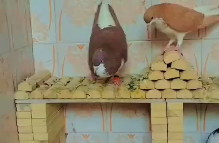 کبوتر|پرنده|فسا, |دیوار