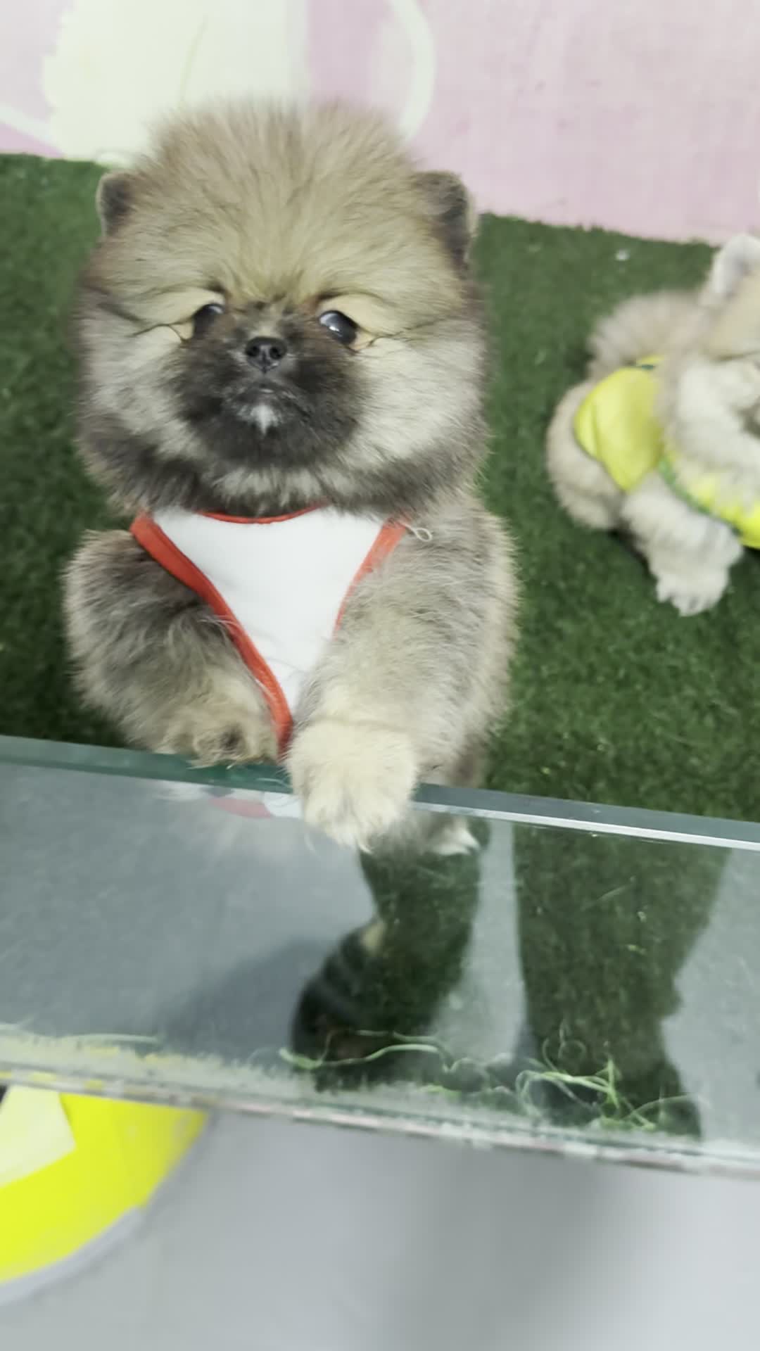 پامرانین عروسکی جیبی واقعی ، کیفیت تضمینی|سگ|تهران, گلستان (شهرک راه آهن)|دیوار