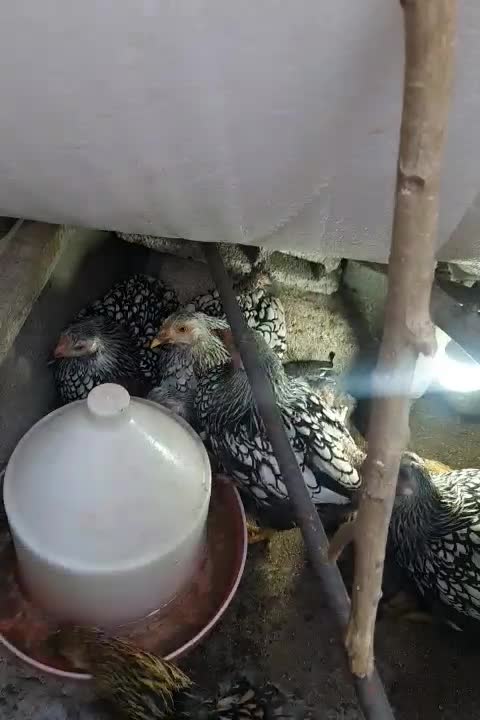 تعدادی نیمچه مرغ ویانروت|حیوانات مزرعه|قم, قم نو|دیوار