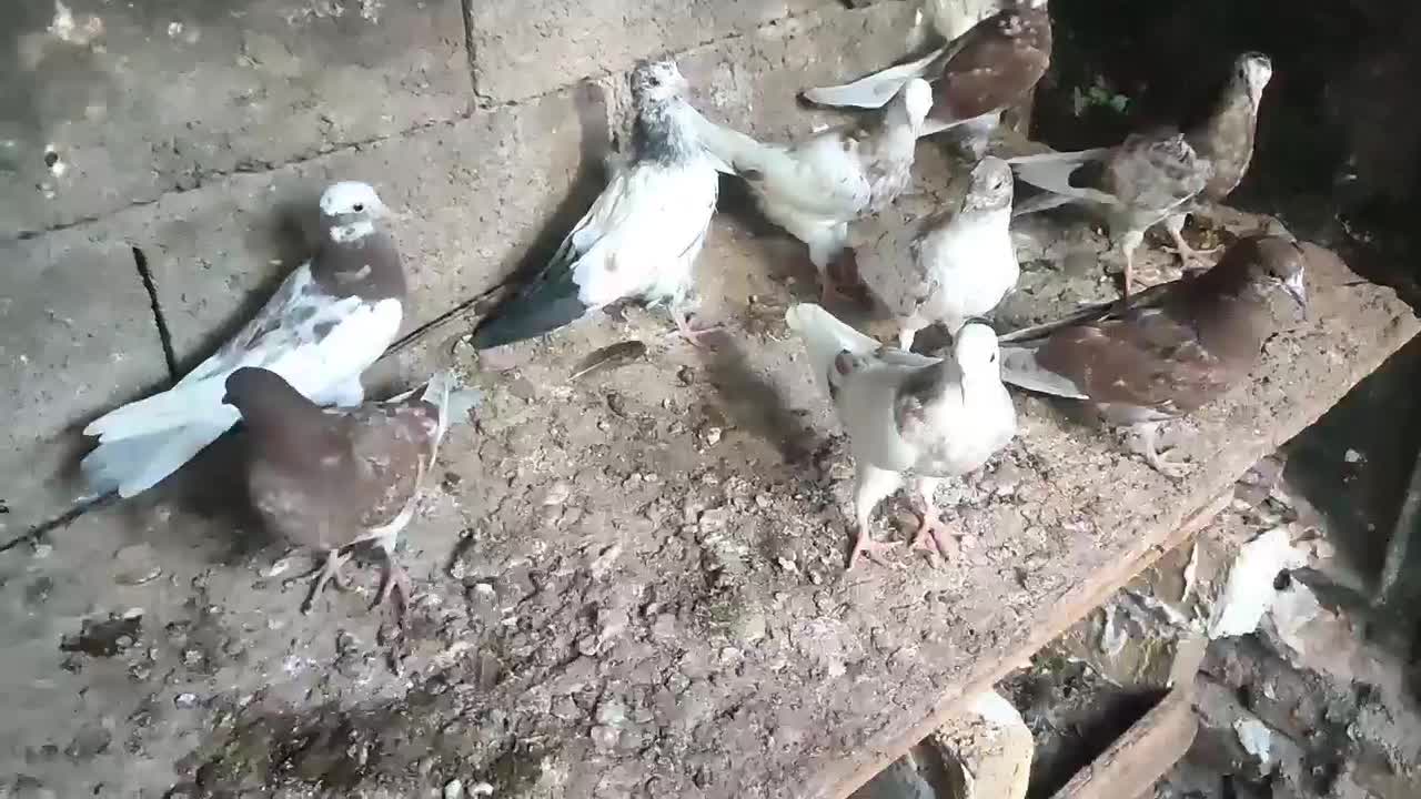 جوجه کفتر پرشی|پرنده|تهران, استاد معین|دیوار