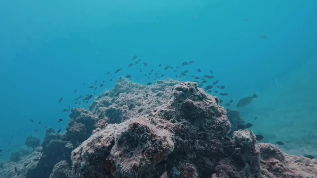 آموزش غواصی و اسنورکلینگ|خدمات آموزشی|شیراز, فرهنگ شهر|دیوار