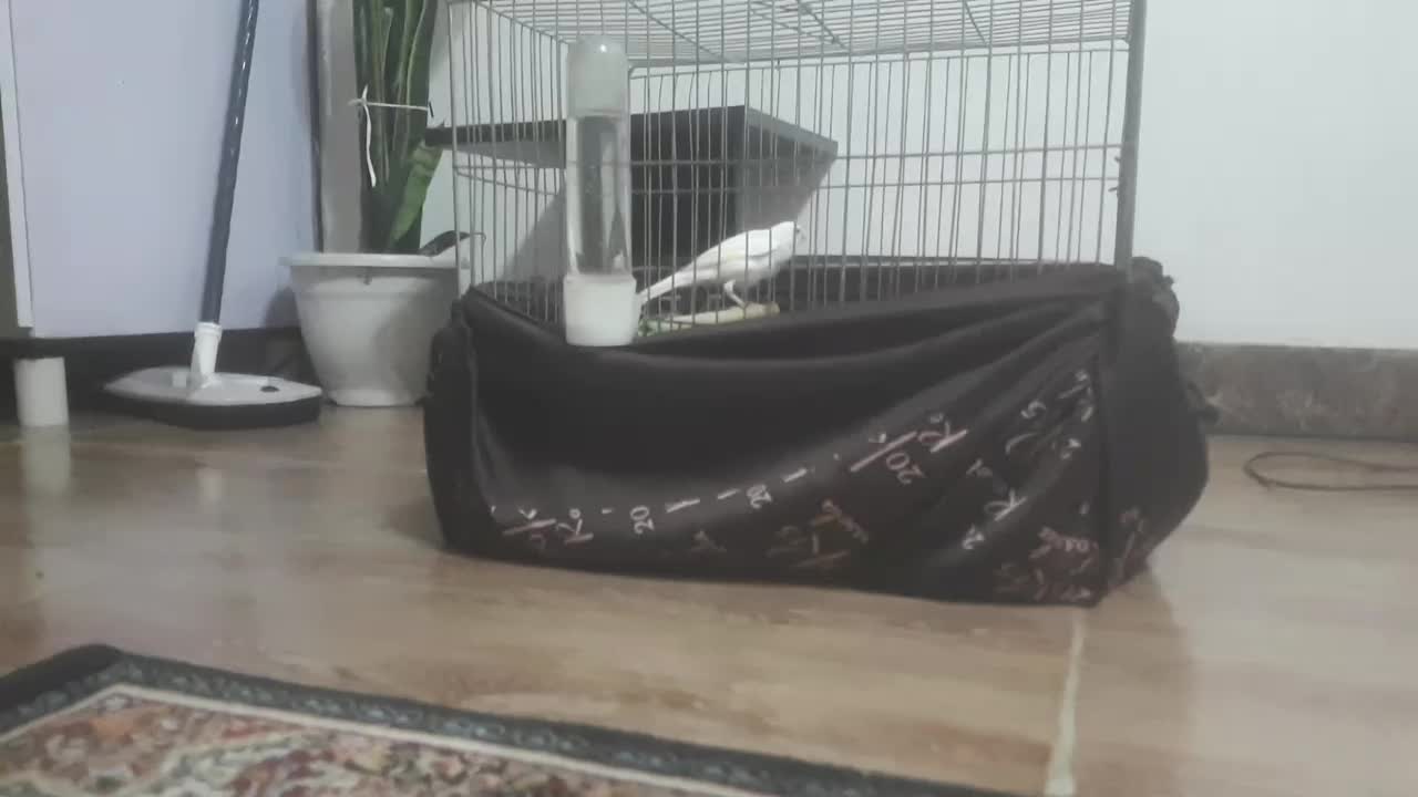 قناری ماده|پرنده|سنگر, |دیوار