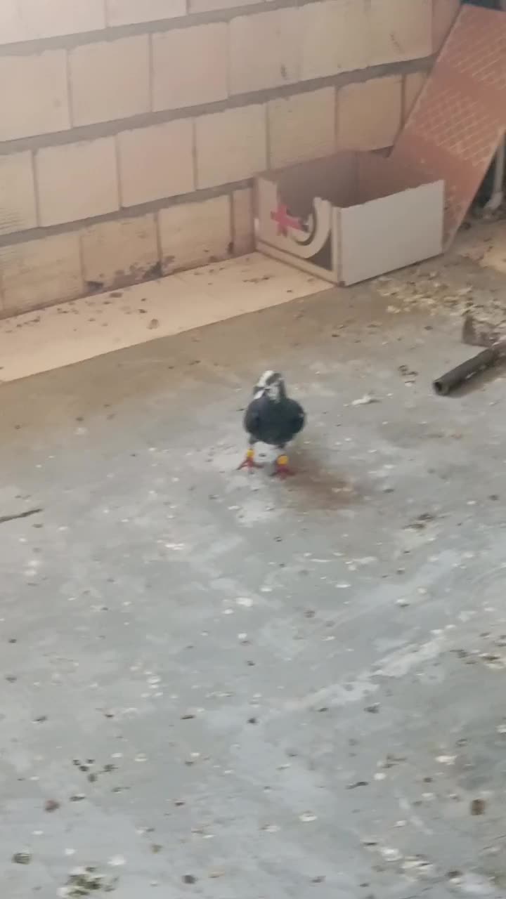 کبوتر اتم|پرنده|اسفرورین, |دیوار