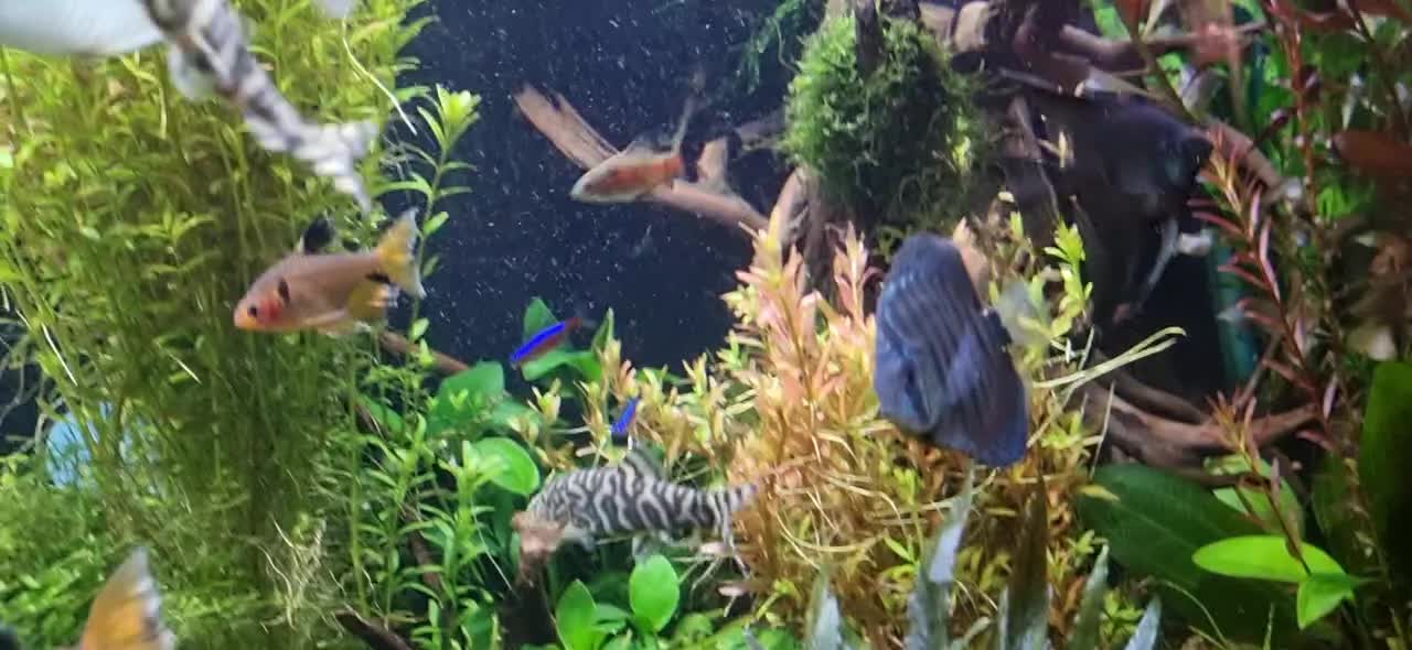 ماهی آکواریوم لوچ و ردلاین|ماهی|اصفهان, گرکان|دیوار