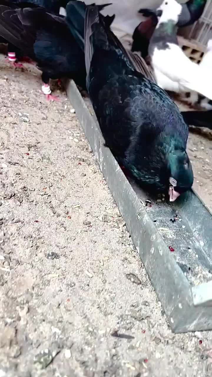 نامبروان|پرنده|دزپارت, |دیوار