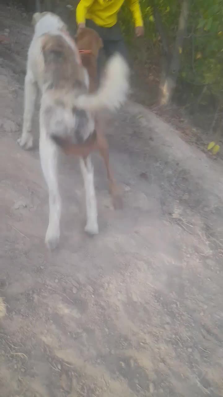 سگگ|سگ|شاهرود, |دیوار