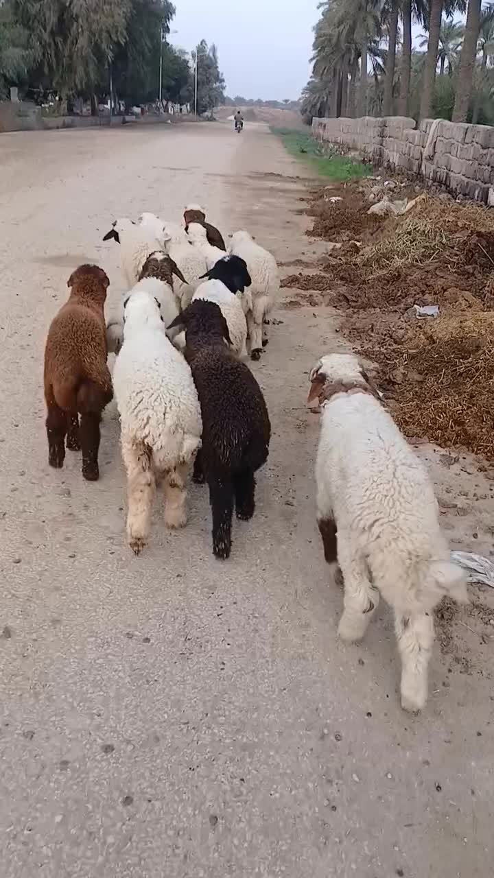 بره جهت فروش|حیوانات مزرعه|اهواز, منازل کارون|دیوار