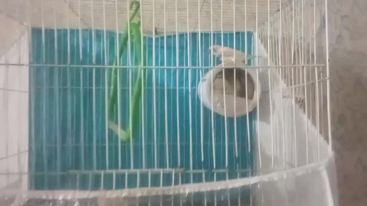 فنج|پرنده|تربت جام, المهدی|دیوار