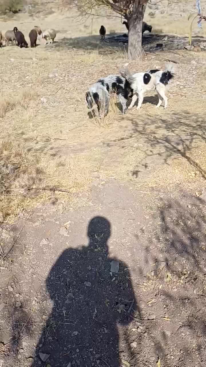 یک جفت سگ اصیل قدرجونی نر|سگ|اصفهان, مرداویج|دیوار