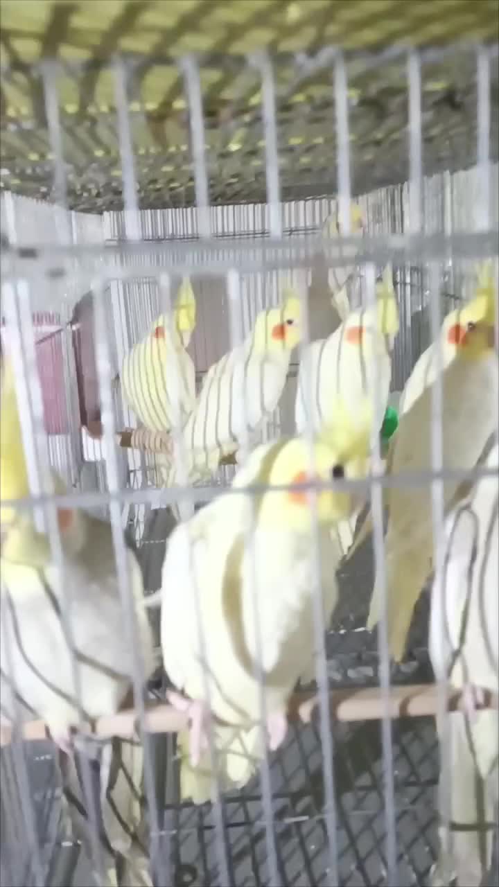 طوطی عروس هلندی تک و عمده|پرنده|خرمدره, |دیوار