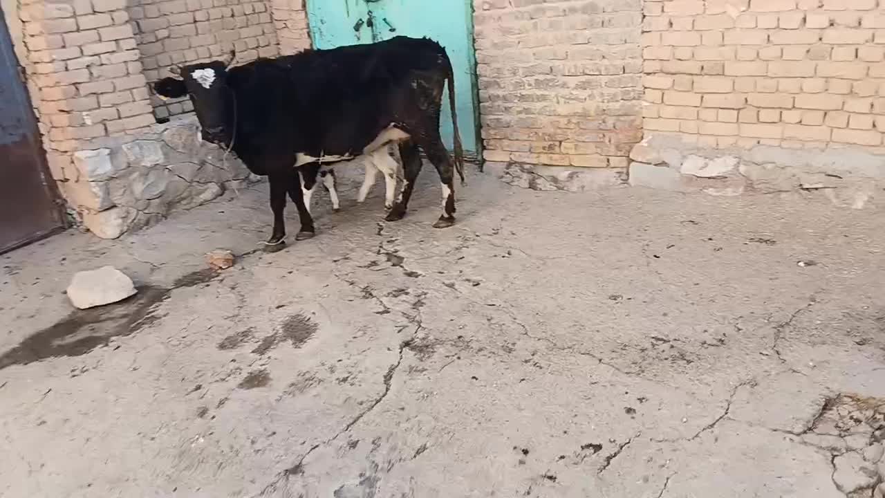 گاو گوساله|حیوانات مزرعه|قروه, |دیوار