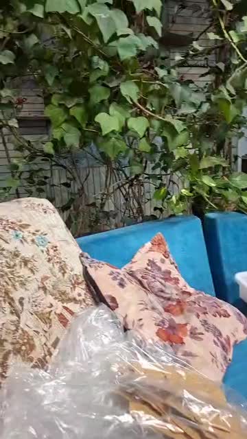 سهره خرمایی|پرنده|اصفهان, بوستان ناژوان|دیوار