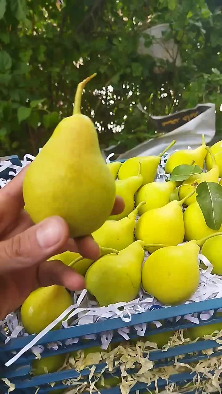 گلابی شاه میوه|خوردنی و آشامیدنی|تهران, دهکده المپیک|دیوار