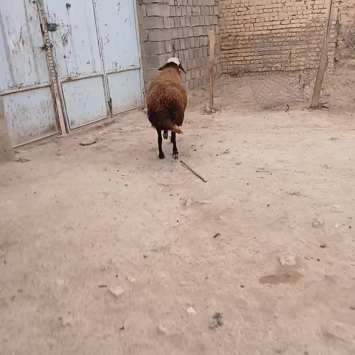 قوچ کله عروس|حیوانات مزرعه|الیگودرز, |دیوار