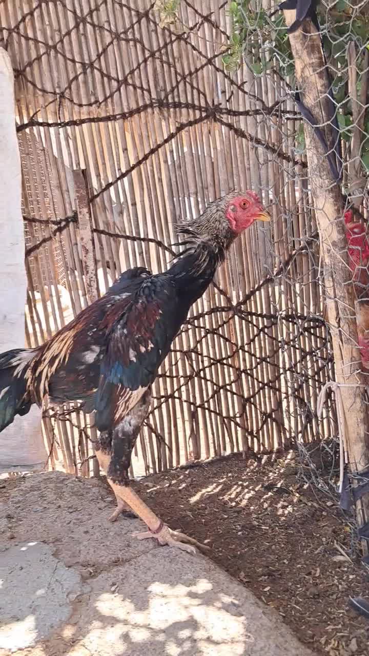 جوجه خروس و مرغ اوشامو|حیوانات مزرعه|تهران, نازیآباد|دیوار