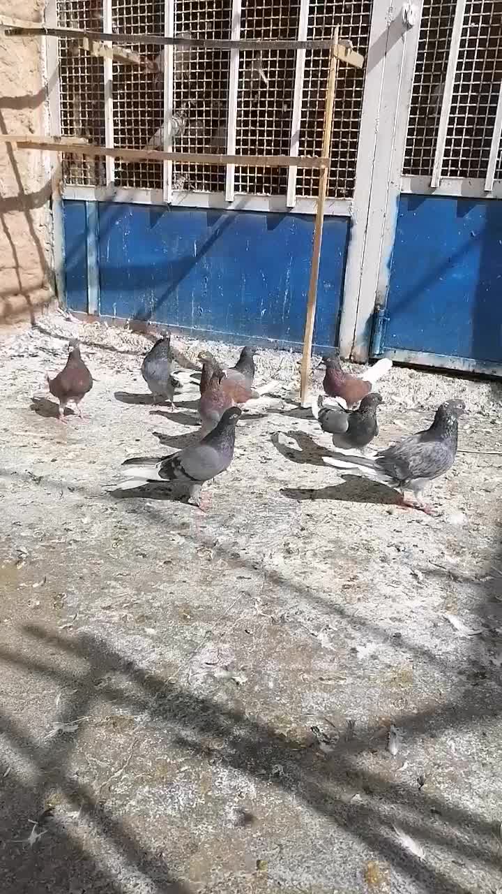 کفتر|پرنده|قم, باجک دو|دیوار