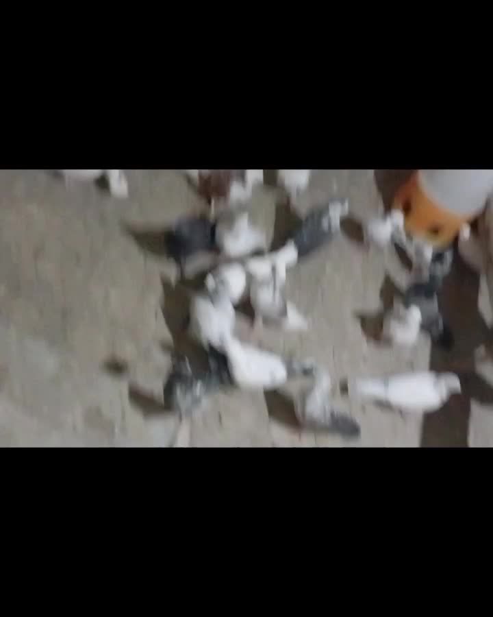 کفتر اصل|پرنده|صباشهر, |دیوار