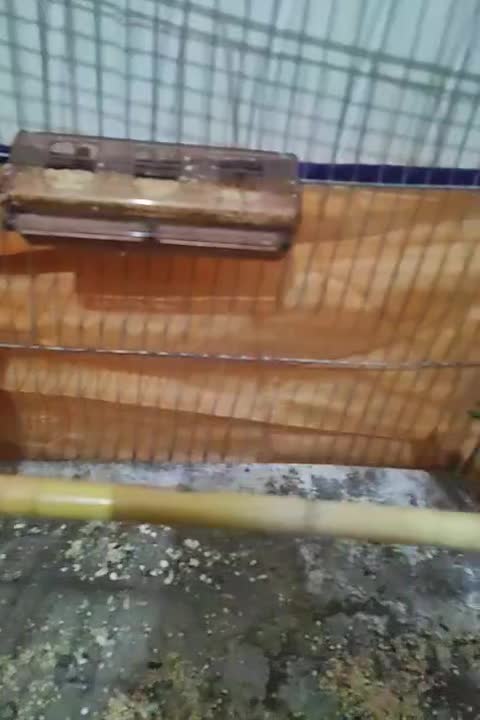 فروش مرغ عشق بالغ|پرنده|داراب, |دیوار