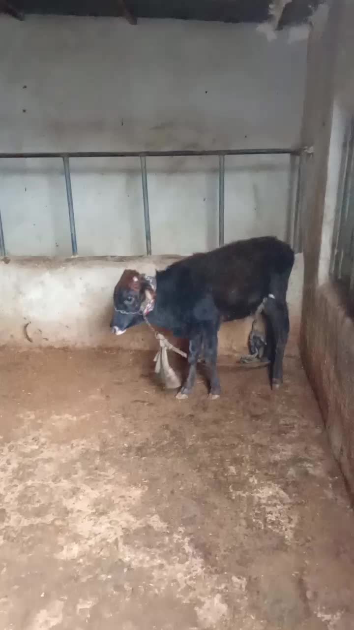 گوساله نر سوزنی|حیوانات مزرعه|بدره, |دیوار