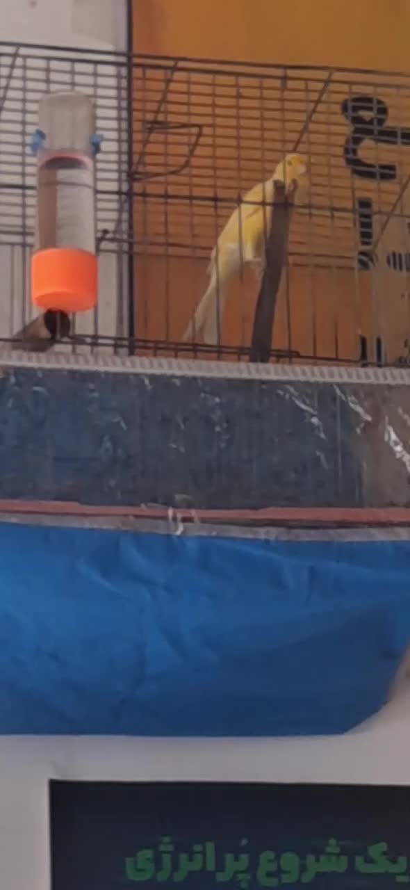 قناری مست|پرنده|بوکان, |دیوار