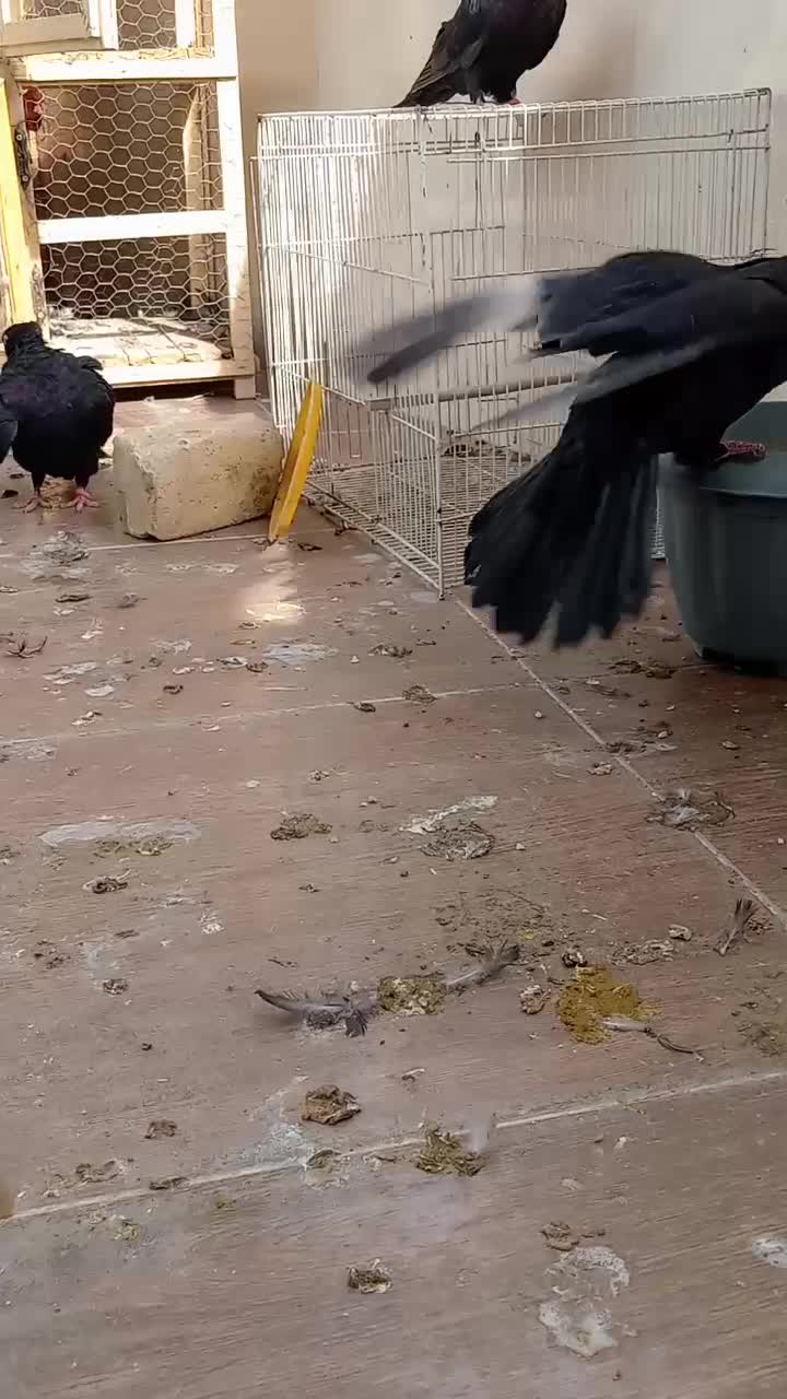 نر صرب|پرنده|خمینیشهر, |دیوار