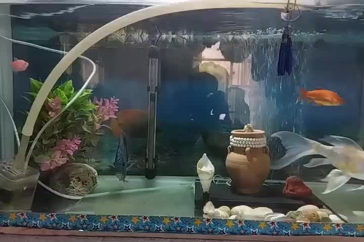 آکواریوم|ماهی|میاندوآب, |دیوار