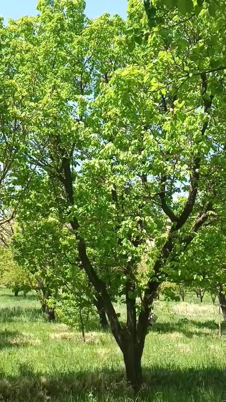 ماهی قزل آلا|ماهی|ماهنشان, |دیوار