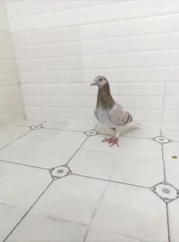 کبوتر غوره نر|پرنده|آبپخش, |دیوار