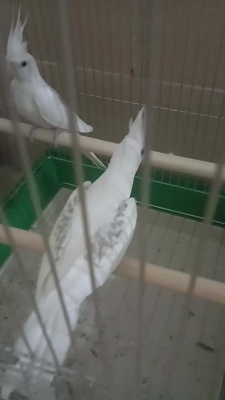 چندجفت عروس هلندی آلبینودوکت پروانه ای مولدبشرط|پرنده|شیراز, گویم|دیوار