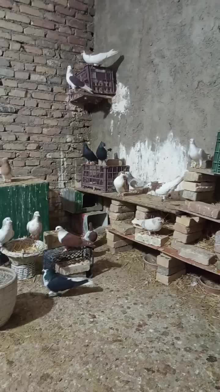 کفتر چادری رنگی|پرنده|ری, ظهیرآباد|دیوار