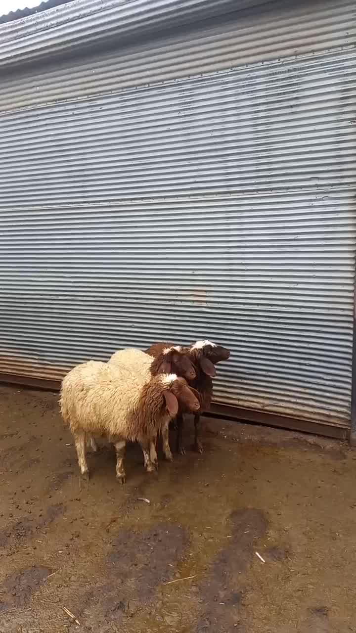 بره ماده|حیوانات مزرعه|بروجرد, |دیوار