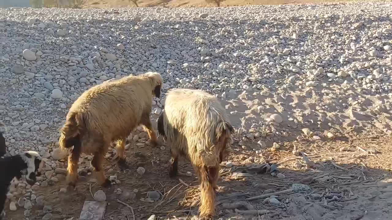 فروش میش با بره|حیوانات مزرعه|بازفت, |دیوار