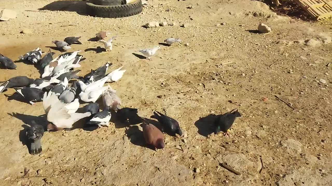 تعدادی کبوتر..|پرنده|گراش, |دیوار