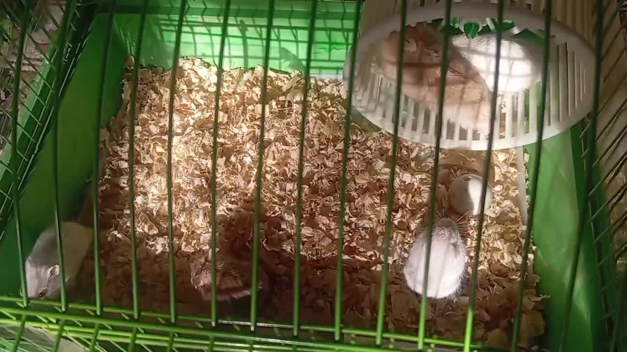 بچه همستر|موش و خرگوش|قزوین, |دیوار