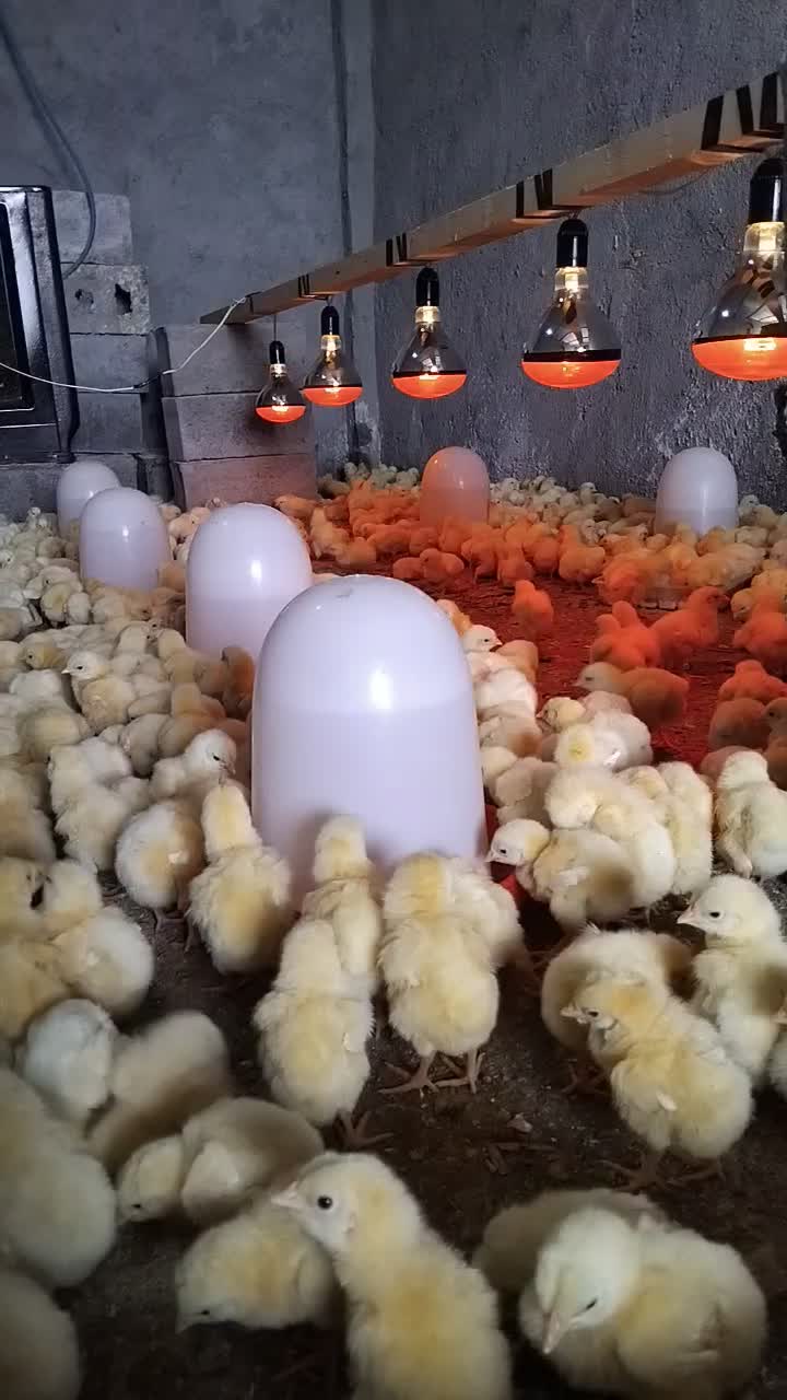 جوجه ۳ روزه گوشتی|حیوانات مزرعه|شاهرود, |دیوار