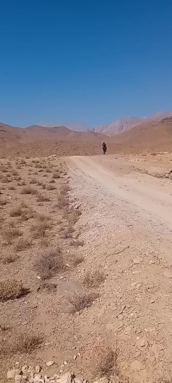 با سلام یک راس اسب نریان نژاد کرد|اسب و تجهیزات اسبسواری|ماهان, |دیوار