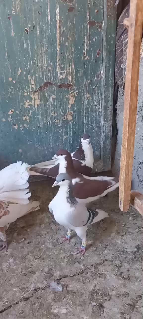 کفتر رنگی|پرنده|قزوین, |دیوار