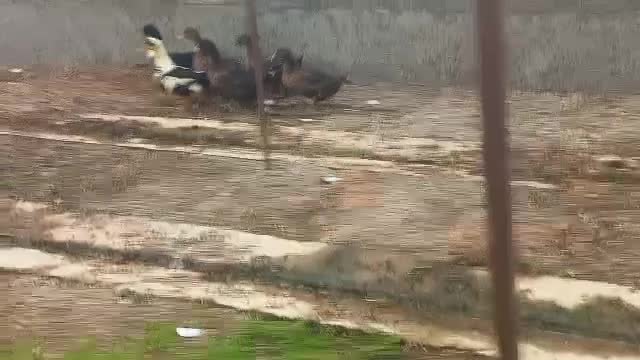 ۵عدد اردک  بفروش می‌رسد|حیوانات مزرعه|هشتگرد, شهرک گلخانه|دیوار