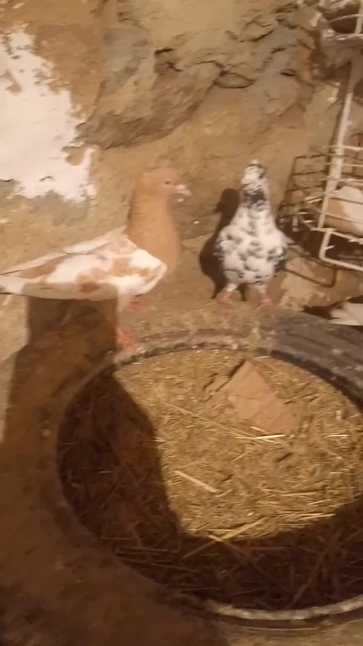 کفتر|پرنده|مریوان, |دیوار