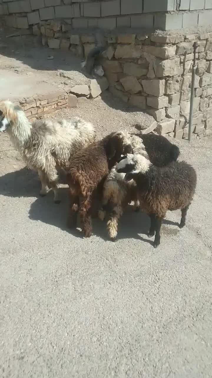 میش و ۴تا بره نر|حیوانات مزرعه|مسجد سلیمان, |دیوار