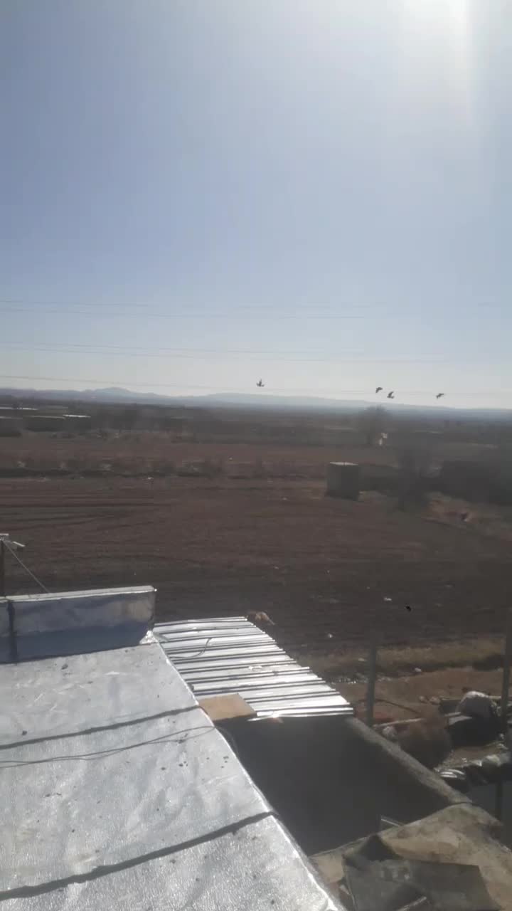 کفتر پرشی|پرنده|اسفراین, |دیوار