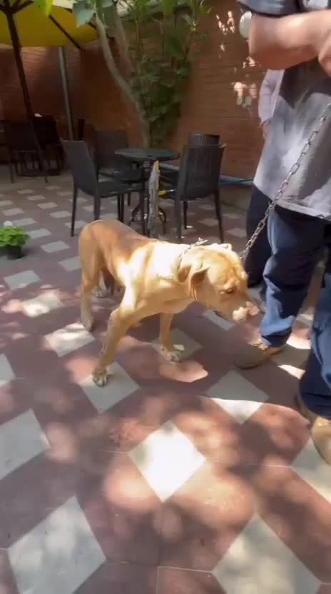 سگ پیتبول معاوضه|سگ|شیراز, زرگری|دیوار