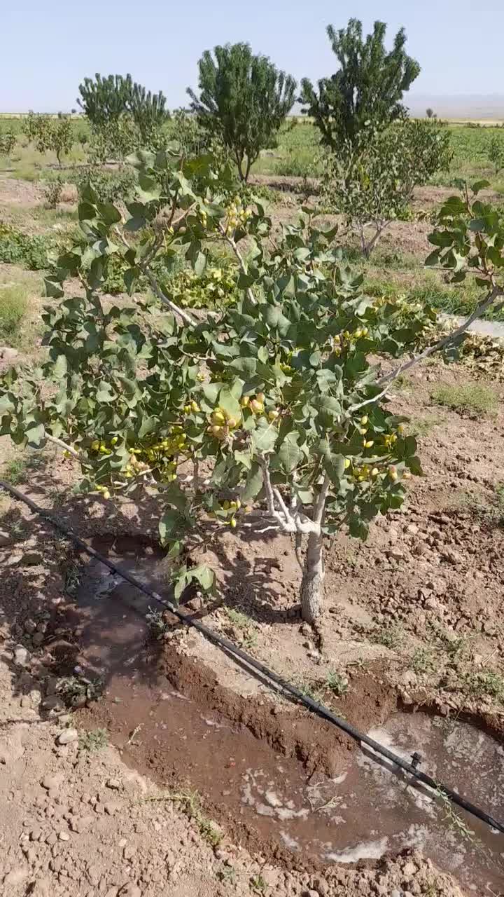 فروش ملک کشاورزی|اجارهٔ دفتر صنعتی، کشاورزی، تجاری|نصر آباد, |دیوار