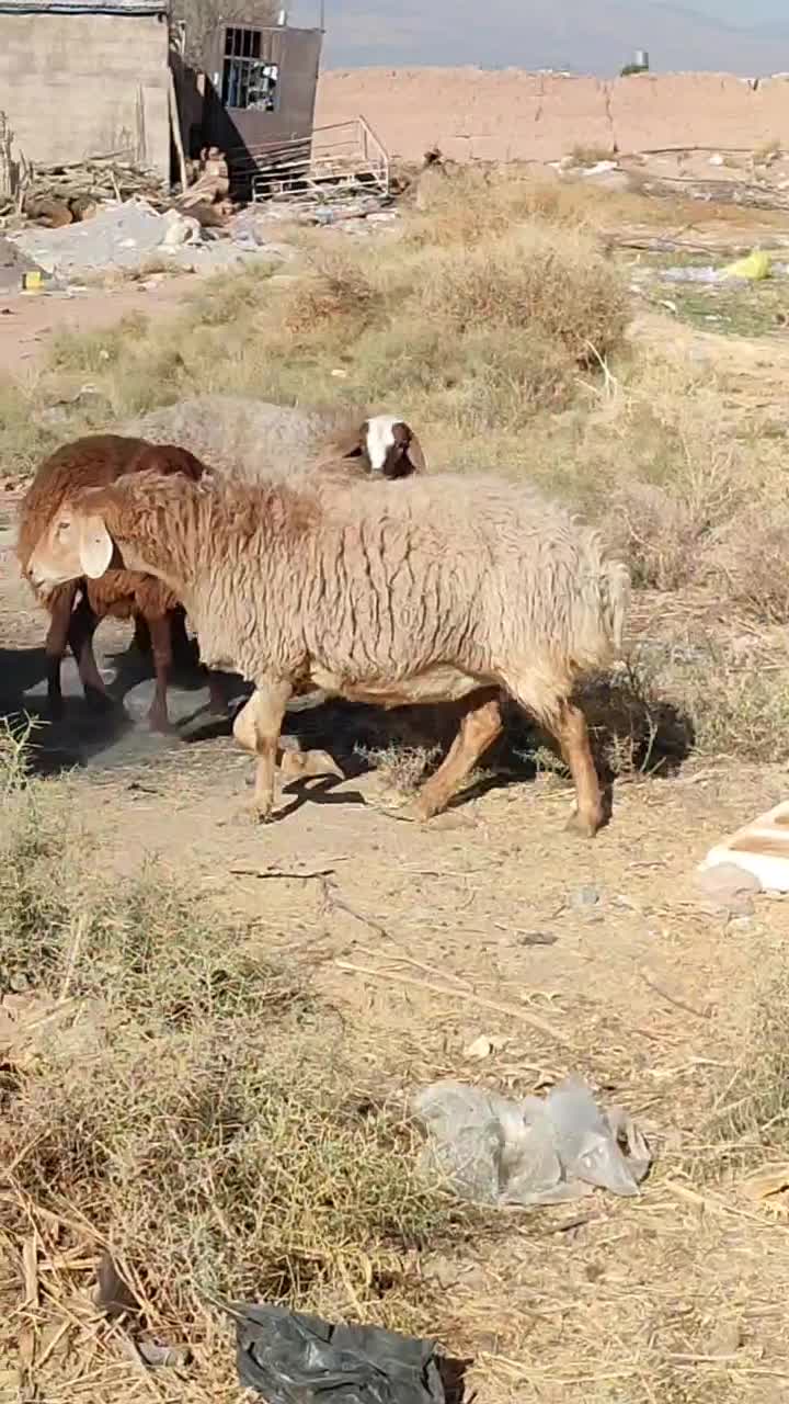 میش افشار و مغانی هترو ابستن دوقولوزا ۴راس|حیوانات مزرعه|کرمان, |دیوار