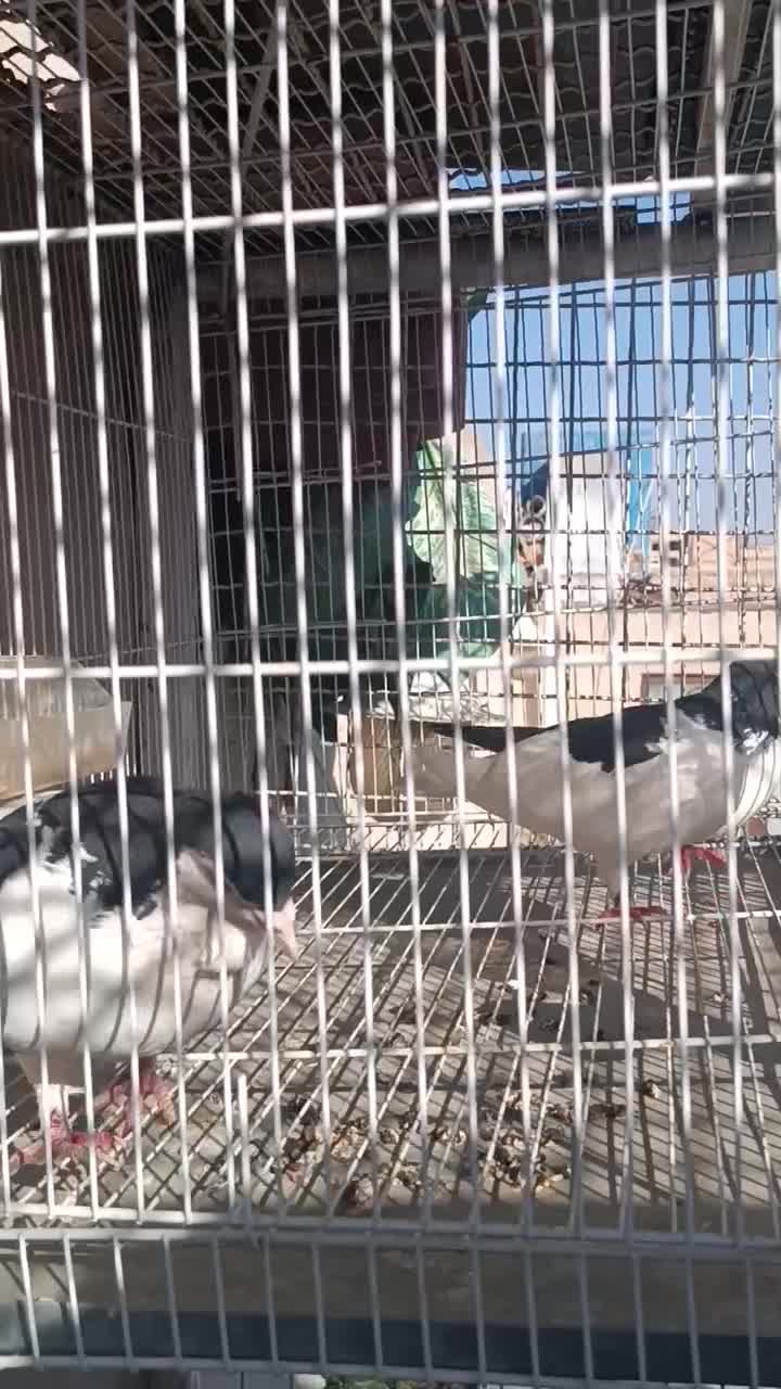 چپ سیاه وامری سیاه ماده|پرنده|بردسکن, |دیوار